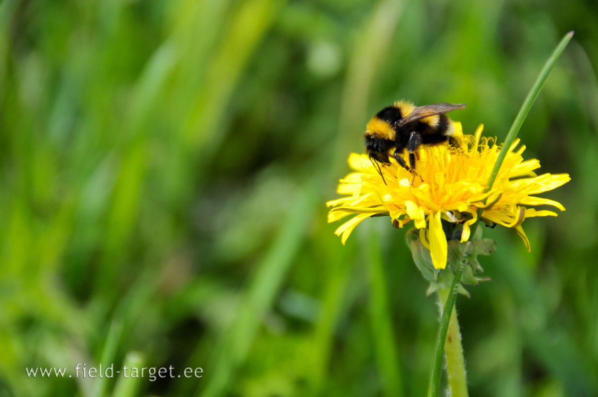 ... golden Summer is coming